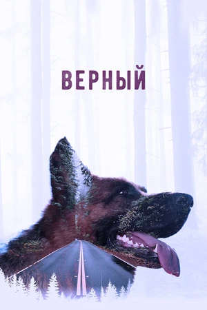 Постер к фильму Верный (2016)