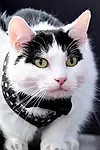 Актёр Шницель — превью фото персоны