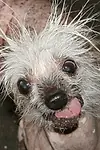 Актёр Rascal The World's Ugliest Dog — превью фото персоны