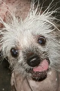 Актёр Rascal The World's Ugliest Dog — фото персоны