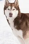 Актёр Флойд — превью фото персоны