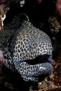 Актриса Honey Comb — главное фото персоны