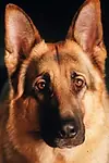 Актёр Санто фон Хаус Цигельмайер — превью фото персоны