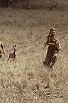 Актёр Марк Эдвард Холл — превью фото персоны
