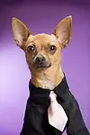 Актёр Eli the Chihuahua — превью фото персоны