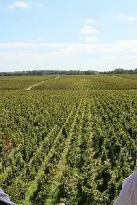 Актёр The Vines — главное фото персоны