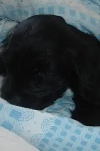 Актриса Tappancs the Dog — главное фото персоны