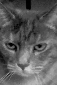 Актриса Lizzie the Cat — фото персоны