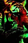 Актёр MacroTiger — превью фото персоны