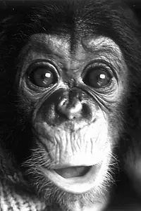 Актёр Nim Chimpsky — главное фото персоны