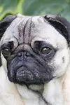Актёр Igor Pugdog — превью фото персоны