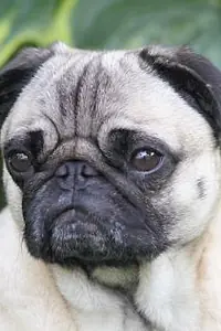 Актёр Igor Pugdog — фото персоны