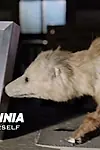 Актриса Дэна — превью фото персоны