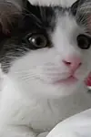 Актриса Sophia The Cat — превью фото персоны