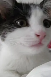 Актриса Sophia The Cat — фото персоны