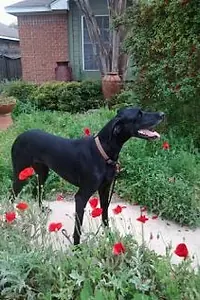 Актриса Alice the dog Thompson — фото персоны