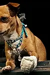 Актёр Chester the Chihuahua — превью фото персоны