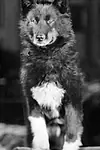 Актёр Balto — превью фото персоны