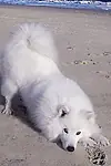 Актёр Atka the Amazing Eskie — превью фото персоны