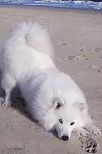Актёр Atka the Amazing Eskie — главное фото персоны