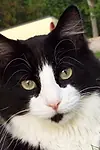 Актёр Sylvester Squeaky Randal — превью фото персоны