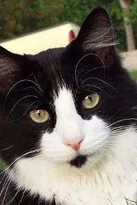 Актёр Sylvester Squeaky Randal — главное фото персоны