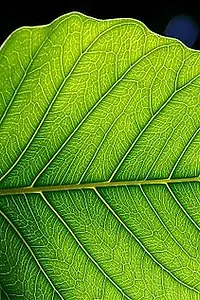 Актёр Randall Oelerich — фото персоны