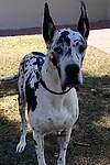 Актёр Armani GreatDane — превью фото персоны