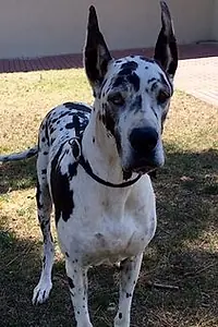 Актёр Armani GreatDane — фото персоны