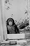 Актриса Judy the Chimpanzee — превью фото персоны