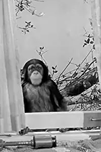 Актриса Judy the Chimpanzee — фото персоны