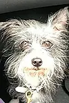 Актёр Mannix The Dog — превью фото персоны
