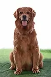 Актриса Serena the Wonder Dog — превью фото персоны