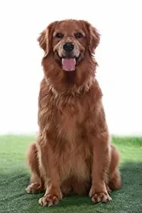 Актриса Serena the Wonder Dog — фото персоны