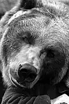 Актёр медведь Барт — превью фото персоны