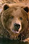 Актёр медведь Барт — превью фото персоны