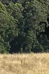 Актёр Грэхэм Уэр мл. — превью фото персоны