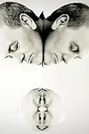 Актёр Bent Ear — превью фото персоны