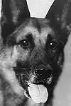 Актёр Strongheart the Dog — превью фото персоны