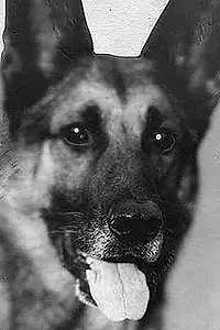 Актёр Strongheart the Dog — фото персоны