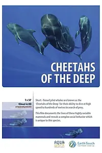 Главный постер фильма «Дельфины — гепарды морских глубин (2014)»