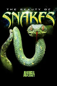 Постер к фильму «Beauty of Snakes (2003)»