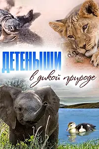 Главный постер сериала «Baby Animals In The Wild (2015 - 2016)»