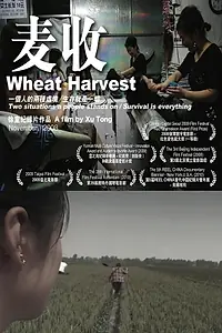 Главный постер фильма «Урожай пшеницы (2009)»