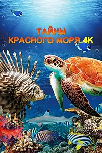 Главный постер фильма «Тайны Красного моря (2016)»