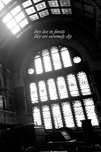 Постер к фильму «They Live in Forests, They Are Extremely Shy (2016)»