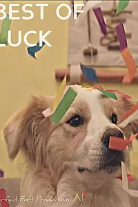 Главный постер фильма «Best of Luck (2017)»