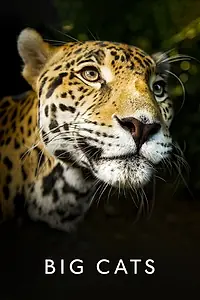 Постер к сериалу «Большие кошки (2018)»