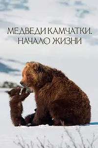 Постер к фильму «Медведи Камчатки. Начало жизни (2018)»