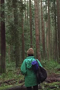 Главный постер фильма «Forest Movie (2017)»